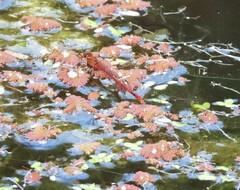 Xanthocnemis zealandica