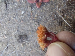 Crassula alpestris