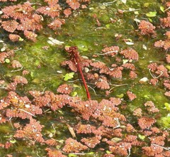 Xanthocnemis zealandica