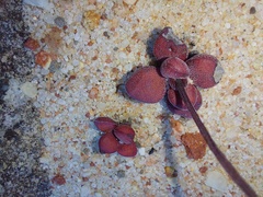 Crassula fragarioides