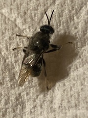 Cyphomyia erecta