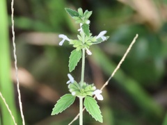 Leucas decemdentata