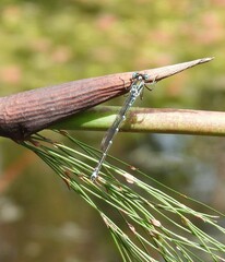 Austrolestes colensonis
