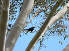 Prosthemadera novaeseelandiae
