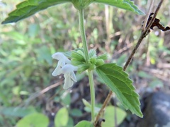 Leucas decemdentata