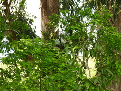 Rhipidura fuliginosa