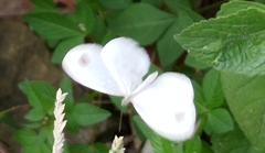 Leptosia nina niobe