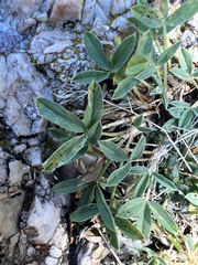 Trifolium dasyphyllum