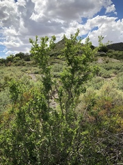 Forestiera pubescens pubescens