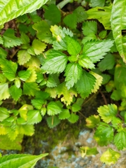 Nanocnide japonica