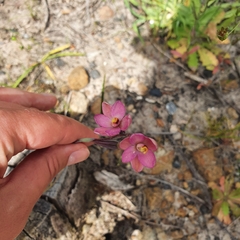 Thelymitra carnea