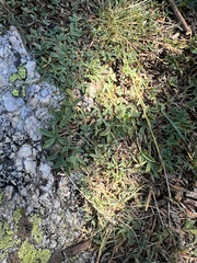 Trifolium dasyphyllum