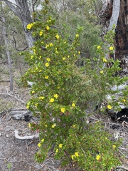 Hibbertia cuneiformis
