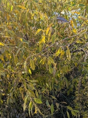 Salix amygdaloides