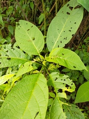 Brugmansia suaveolens