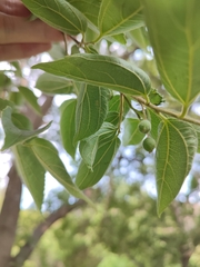 Celtis africana