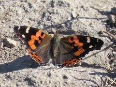 Vanessa indica