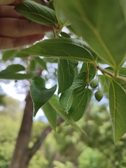 Celtis africana