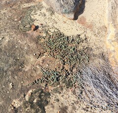 Braunsia maximilianii