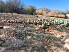 Braunsia maximilianii
