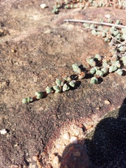 Braunsia maximilianii