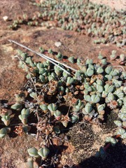 Braunsia maximilianii