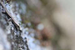 Cryptoblepharus virgatus