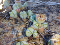 Braunsia maximilianii