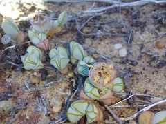Braunsia maximilianii