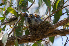 Noisy Miner photo 6