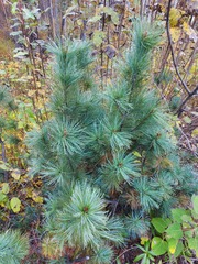 Pinus pumila
