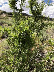 Forestiera pubescens pubescens