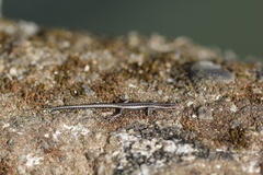 Cryptoblepharus virgatus