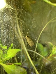 Autosticha kyotensis