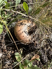 Gomphidius glutinosus