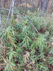 Rhododendron hypoleucum