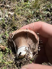 Gomphidius glutinosus