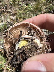 Gomphidius glutinosus