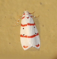 Cyana pretoriae