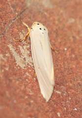 Ilemodes astriga