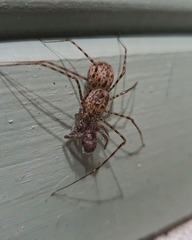 Scytodes globula