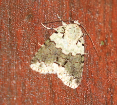Blenina squamifera