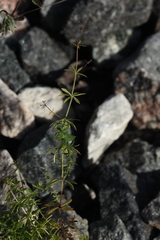 Galium rivale