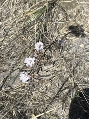 Stephanomeria diegensis