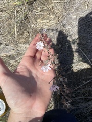 Stephanomeria diegensis