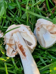 Chlorophyllum rhacodes