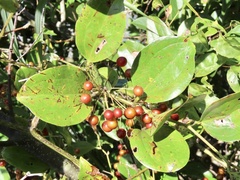 Smilax china