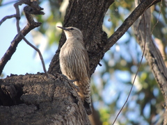 Climacteris picumnus