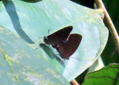 Arhopala