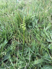 Microtis unifolia